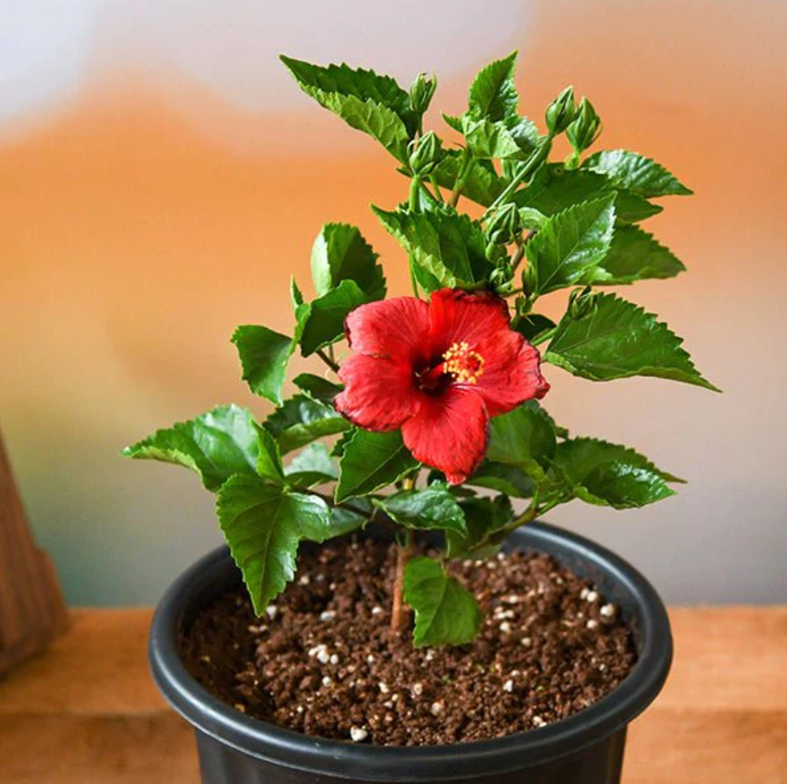 Hibiscus Plants, Hibiscus Flower, Gardening