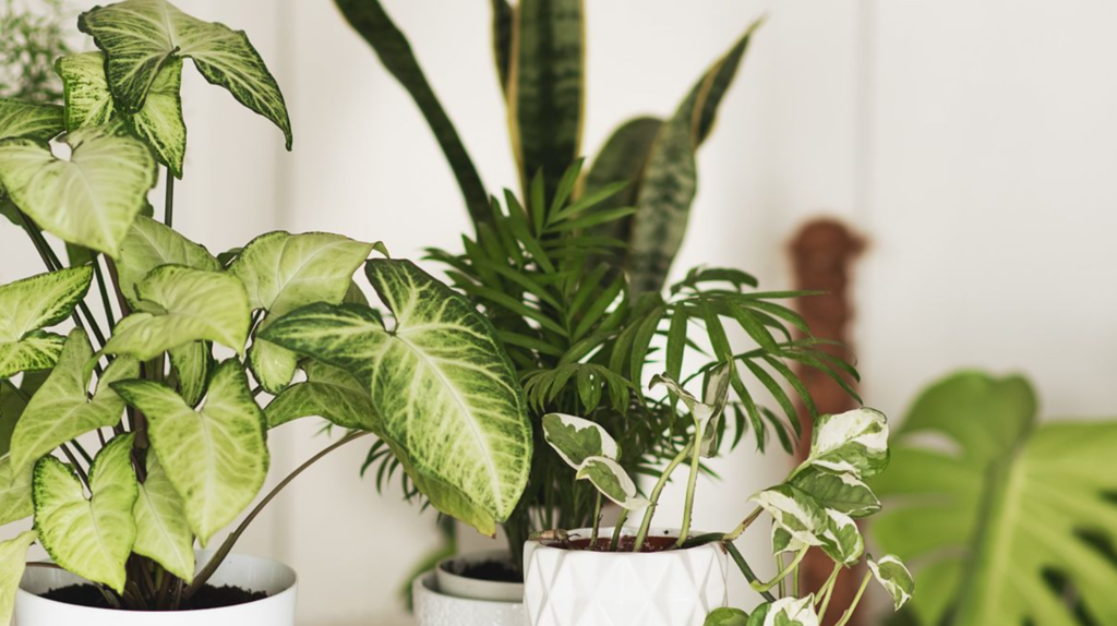 Houseplants That Thrive From Leaf, Herb Gardening