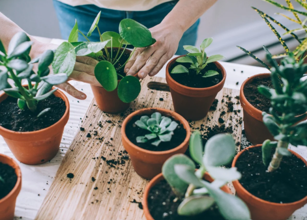 Houseplants That Thrive From Leaf, Herb Gardening