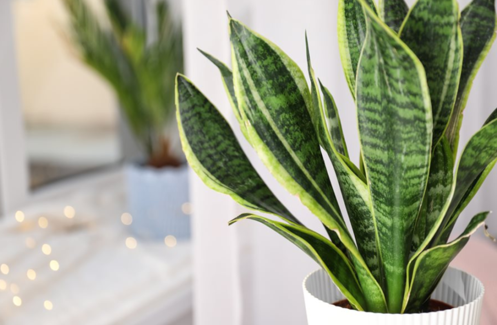 Houseplants That Thrive From Leaf, Herb Gardening