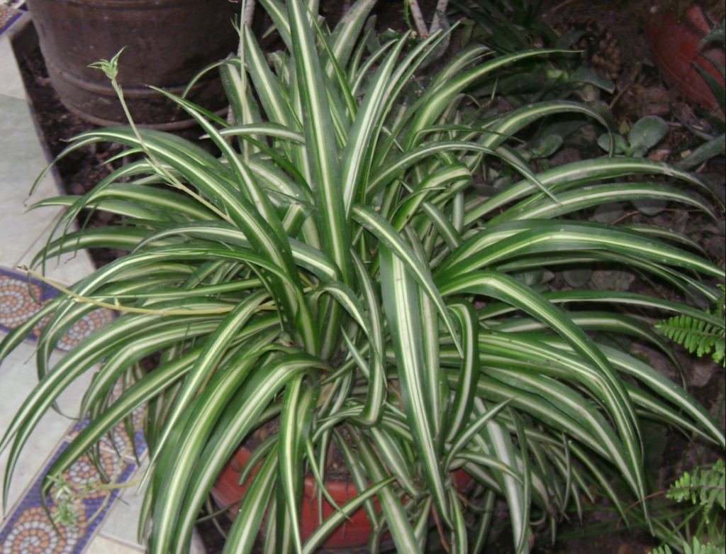 Houseplants That Thrive From Leaf, Herb Gardening