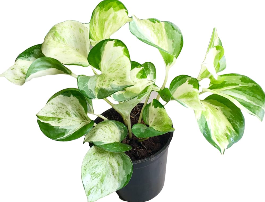 Houseplants That Thrive From Leaf, Herb Gardening