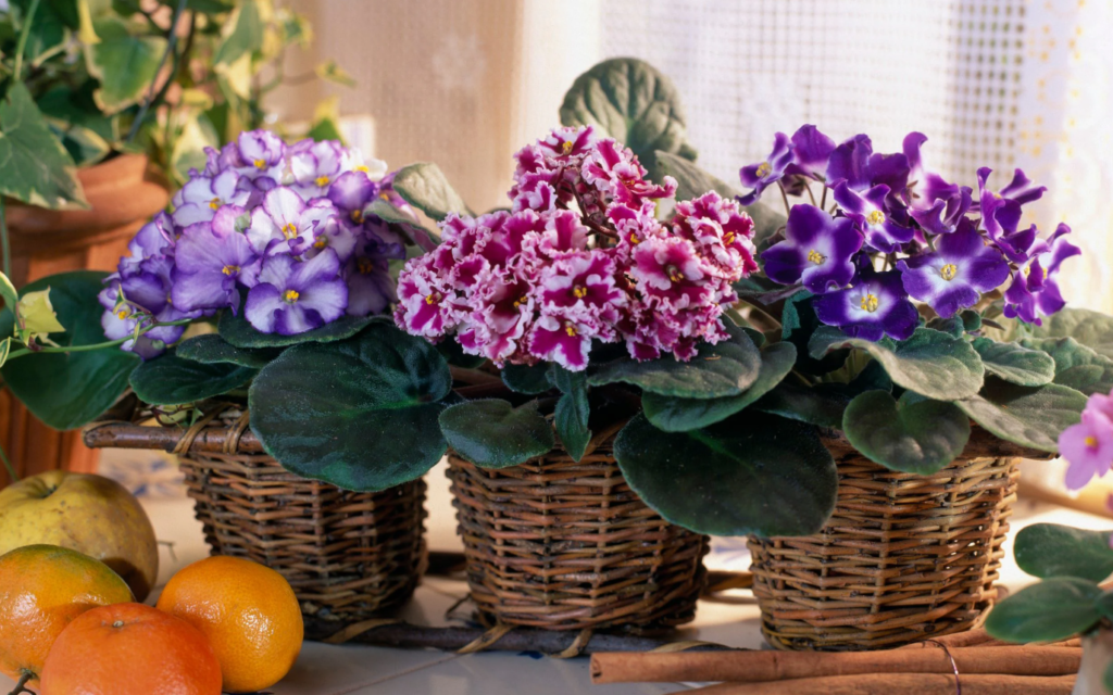 Houseplants That Thrive From Leaf, Herb Gardening