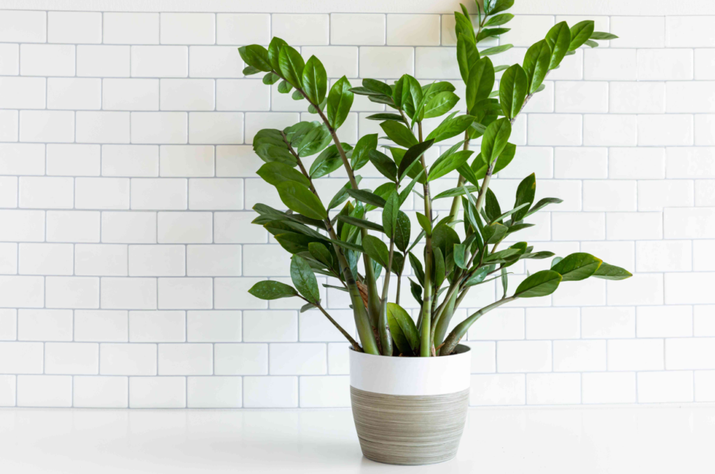 Houseplants That Thrive From Leaf