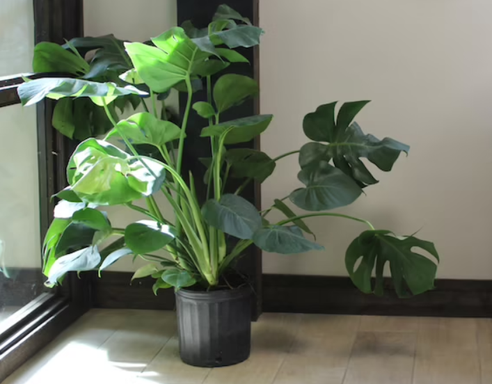 Houseplants That Thrive From Leaf