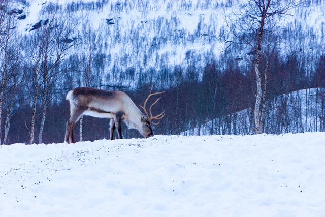 reindeer,
reindeer names,
santa's reindeer,
santa's reindeer names,
how many reindeer does santa have,
rudolph the red nosed reindeer lyrics