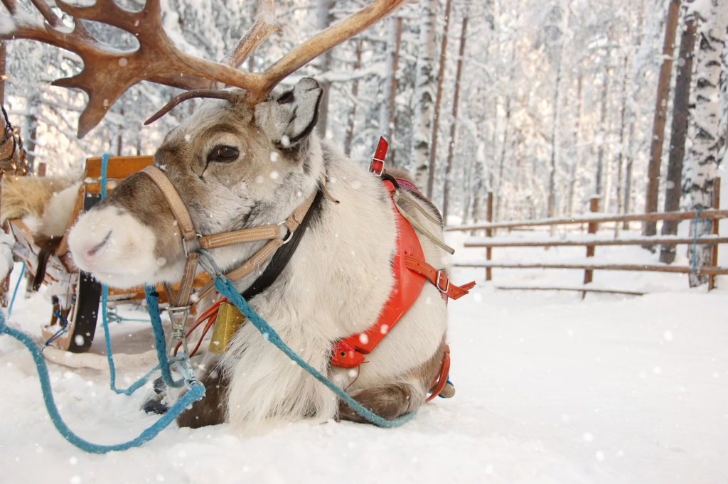 reindeer,
reindeer names,
santa's reindeer,
santa's reindeer names,
how many reindeer does santa have,
rudolph the red nosed reindeer lyrics