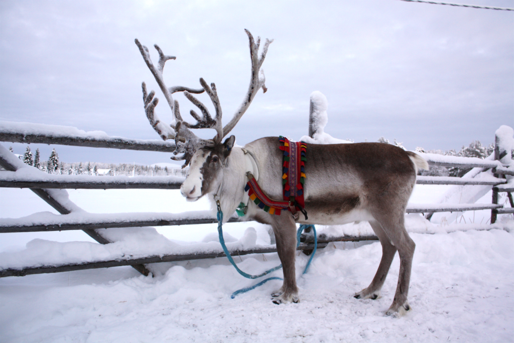 reindeer,
reindeer names,
santa's reindeer,
santa's reindeer names,
how many reindeer does santa have,
rudolph the red nosed reindeer lyrics