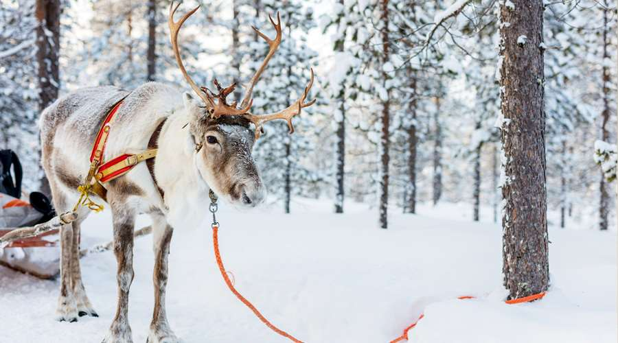 reindeer,
reindeer names,
santa's reindeer,
santa's reindeer names,
how many reindeer does santa have,
rudolph the red nosed reindeer lyrics