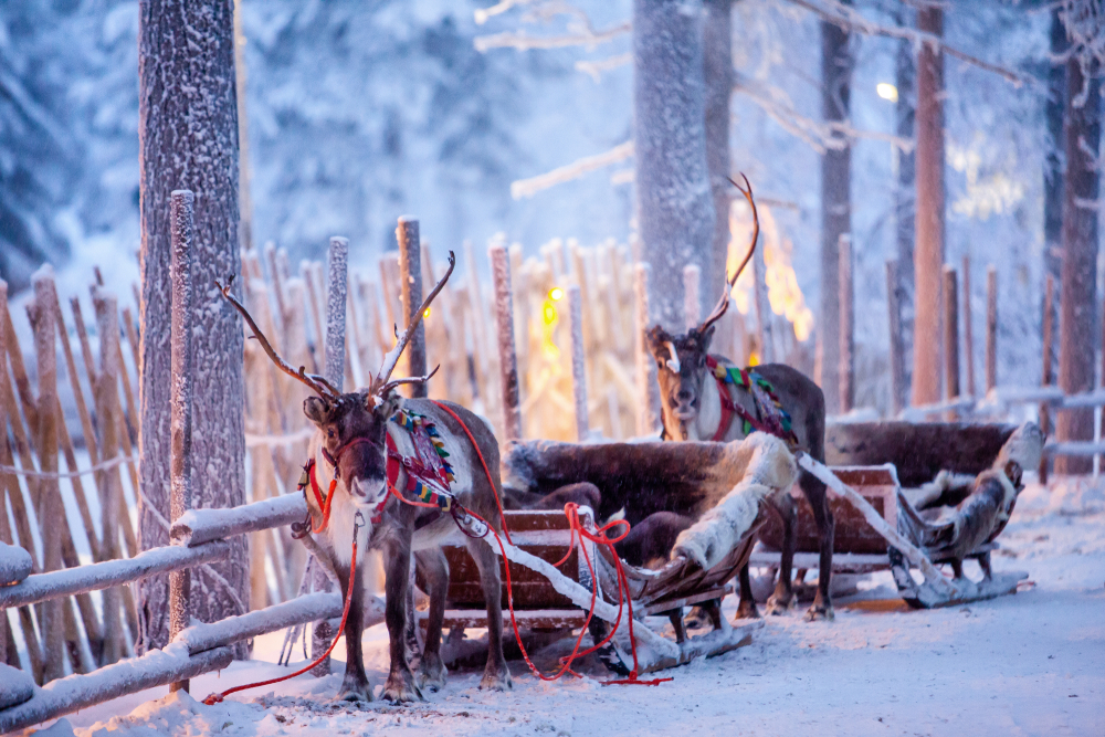 reindeer,
reindeer names,
santa's reindeer,
santa's reindeer names,
how many reindeer does santa have,
rudolph the red nosed reindeer lyrics