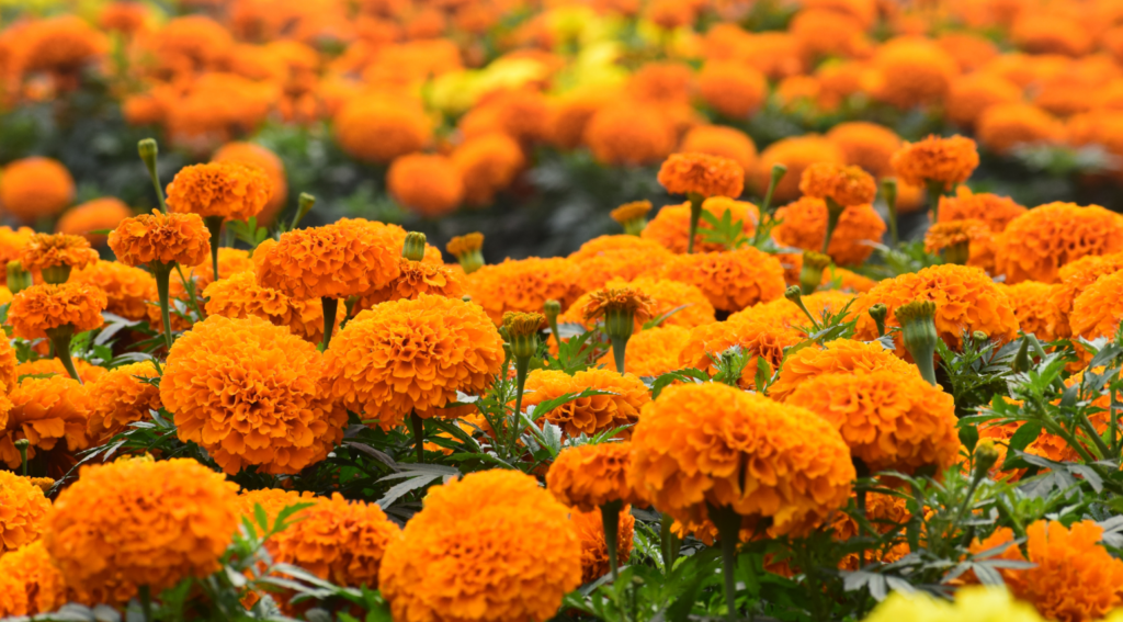 Health Benefits Of Marigolds, Marigolds