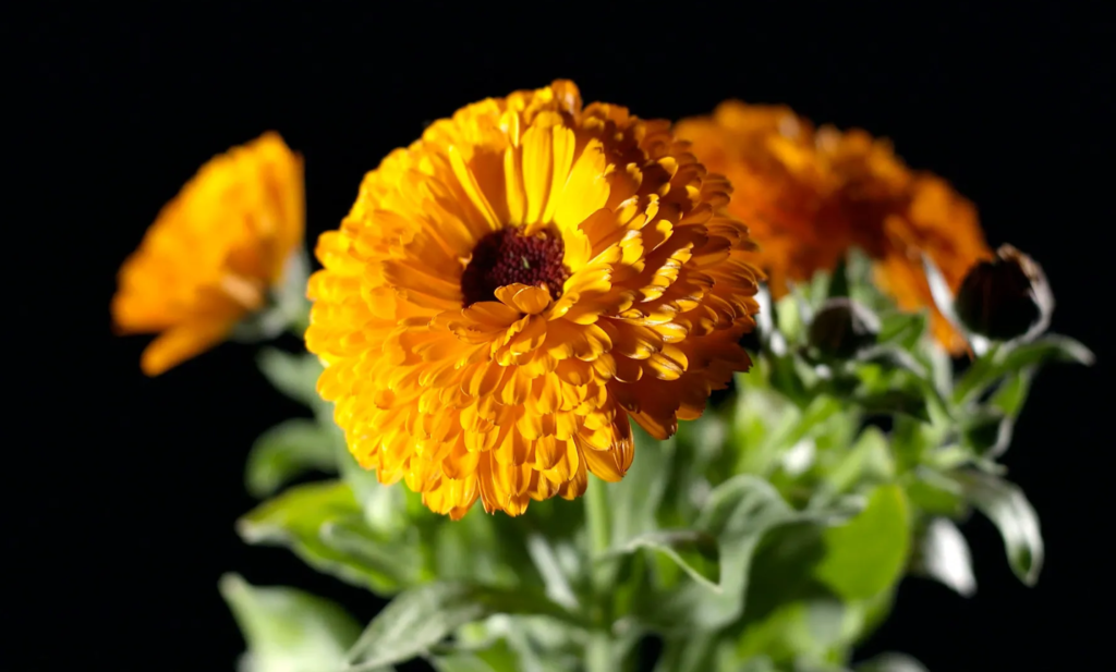 Health Benefits Of Marigolds, Marigolds