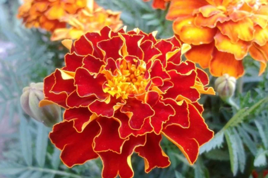 Health Benefits Of Marigolds, Marigolds