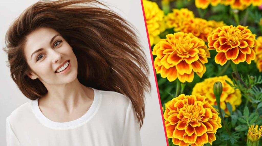 Health Benefits Of Marigolds, Marigolds