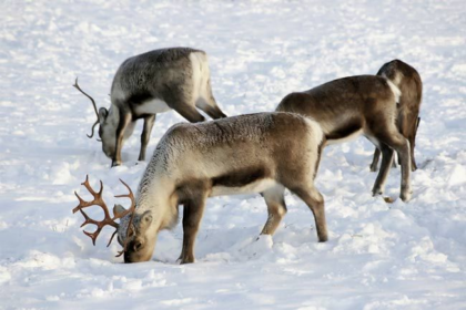 reindeer, reindeer names, santa's reindeer, santa's reindeer names, how many reindeer does santa have, rudolph the red nosed reindeer lyrics