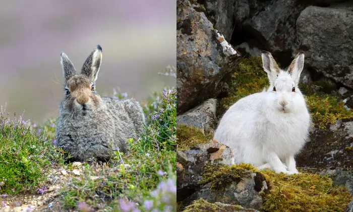 Snowy Elegance,
evolution, adaptation, arctic, arctic fox, lemming, arctic hare, snowshoe hare, photoperiod, predation, crypsis, ermine, winter, animals,Snowy,
frosty elegance,
animal,
white coats,
winter white coated animal,
majestic elegance,
frosty elegance daylily,