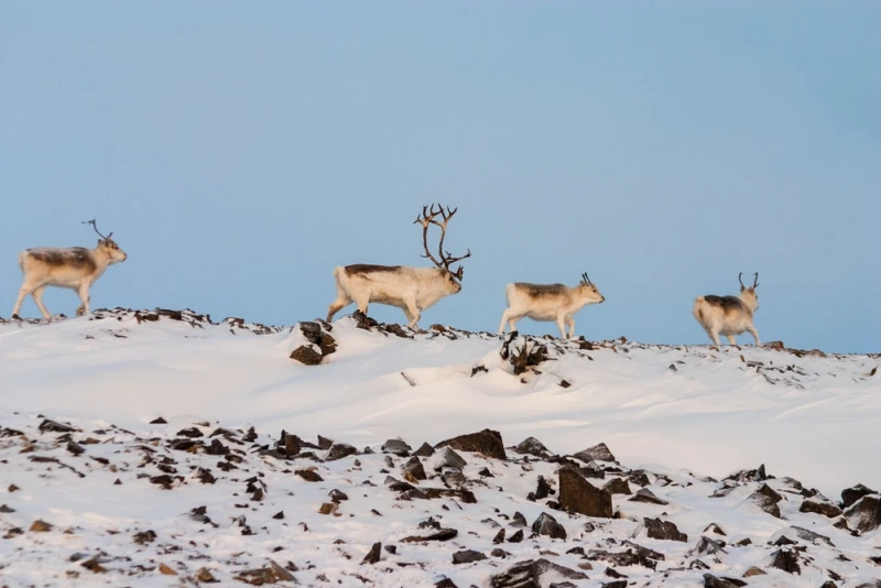 Snowy Elegance,
evolution, adaptation, arctic, arctic fox, lemming, arctic hare, snowshoe hare, photoperiod, predation, crypsis, ermine, winter, animals,Snowy,
frosty elegance,
animal,
white coats,
winter white coated animal,
majestic elegance,
frosty elegance daylily,