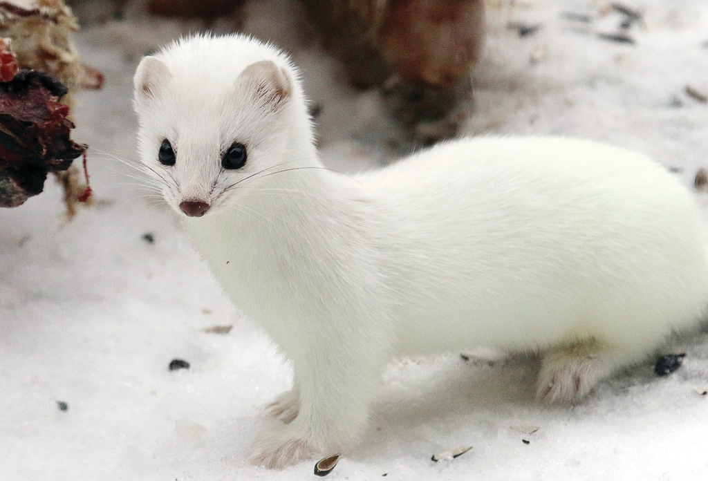 Snowy Elegance,
evolution, adaptation, arctic, arctic fox, lemming, arctic hare, snowshoe hare, photoperiod, predation, crypsis, ermine, winter, animals,Snowy,
frosty elegance,
animal,
white coats,
winter white coated animal,
majestic elegance,
frosty elegance daylily,