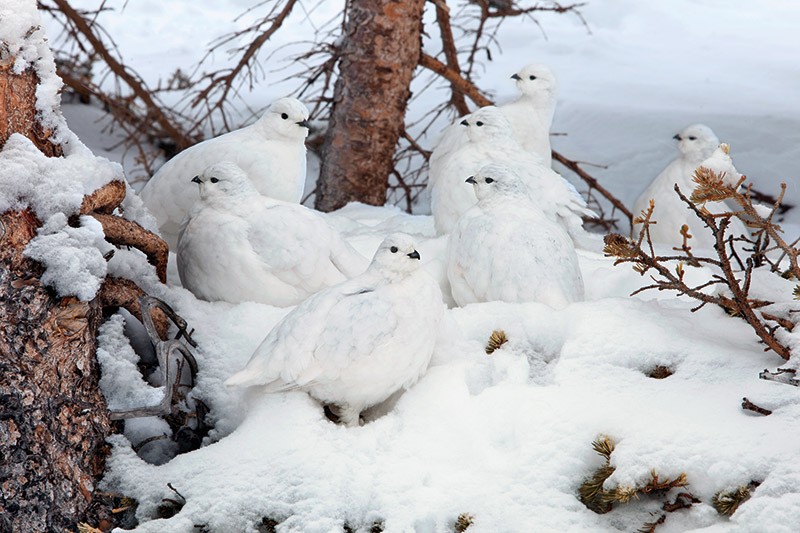 Snowy Elegance,
evolution, adaptation, arctic, arctic fox, lemming, arctic hare, snowshoe hare, photoperiod, predation, crypsis, ermine, winter, animals,Snowy,
frosty elegance,
animal,
white coats,
winter white coated animal,
majestic elegance,
frosty elegance daylily,