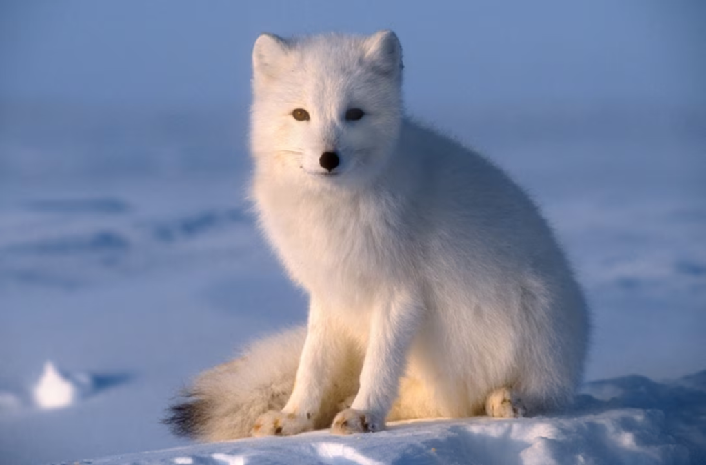 Snowy Elegance,
evolution, adaptation, arctic, arctic fox, lemming, arctic hare, snowshoe hare, photoperiod, predation, crypsis, ermine, winter, animals,Snowy,
frosty elegance,
animal,
white coats,
winter white coated animal,
majestic elegance,
frosty elegance daylily,