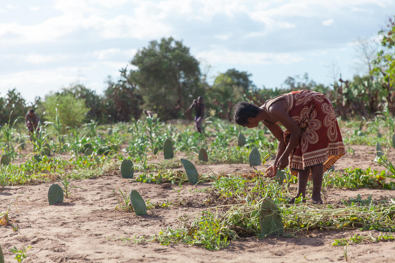 Food Security,
food crisis,
zambia food,
zambia food crisis,