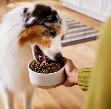 Nutrient-Rich Delights, Foods for Pets, health