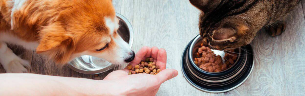 Nutrient-Rich Delights, Foods for Pets, health