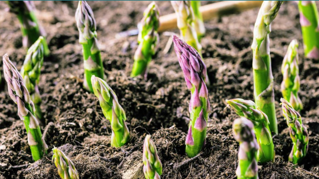 Asparagus Plant