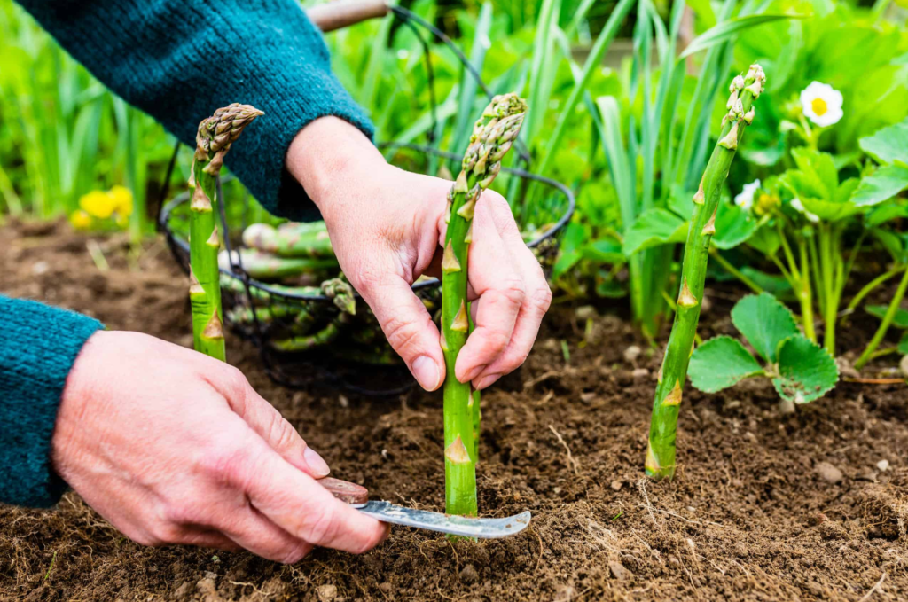 Asparagus Plant