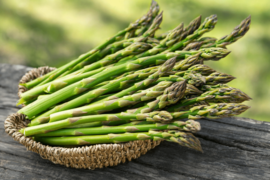 Asparagus Plant