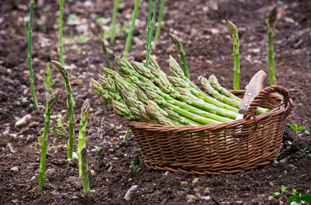 Asparagus Plant