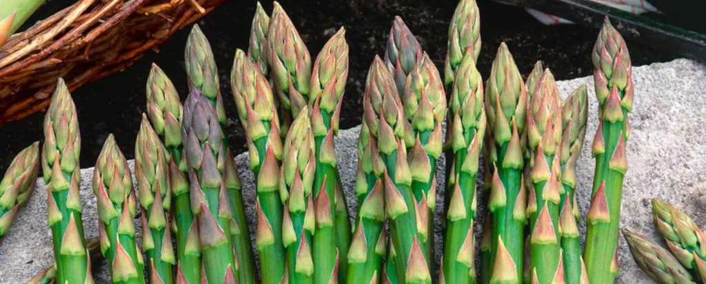 Asparagus Plant