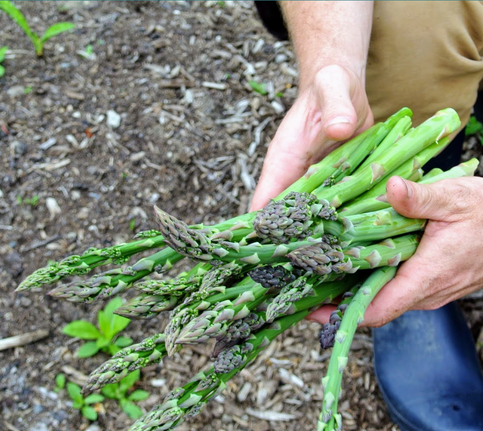 Asparagus Plant