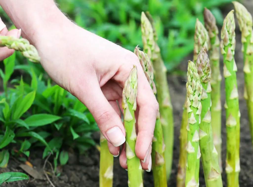 Asparagus Plant