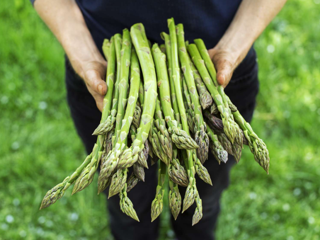 Asparagus Plant