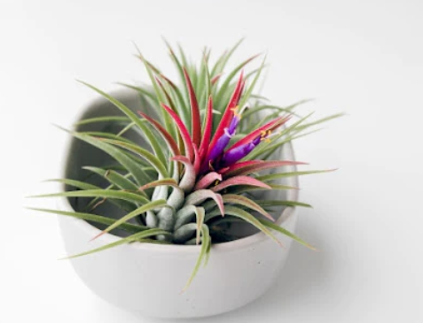  Air Plants