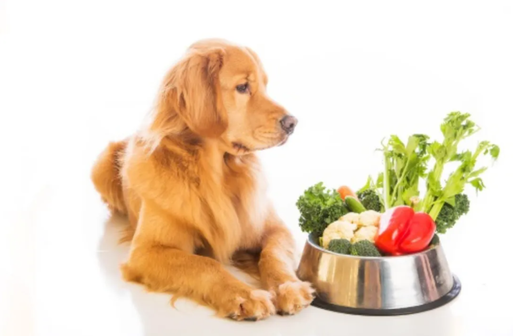 Superfoods For Your Pets, Immunity, Health