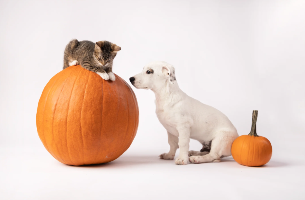 Superfoods For Your Pets, Immunity, Health, Pumpkin