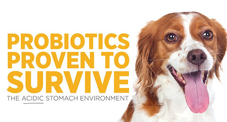 Probiotics For Dogs