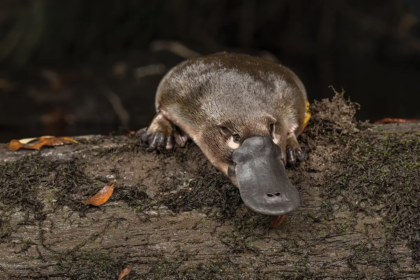 platypus, platypus venom, baby platypus,