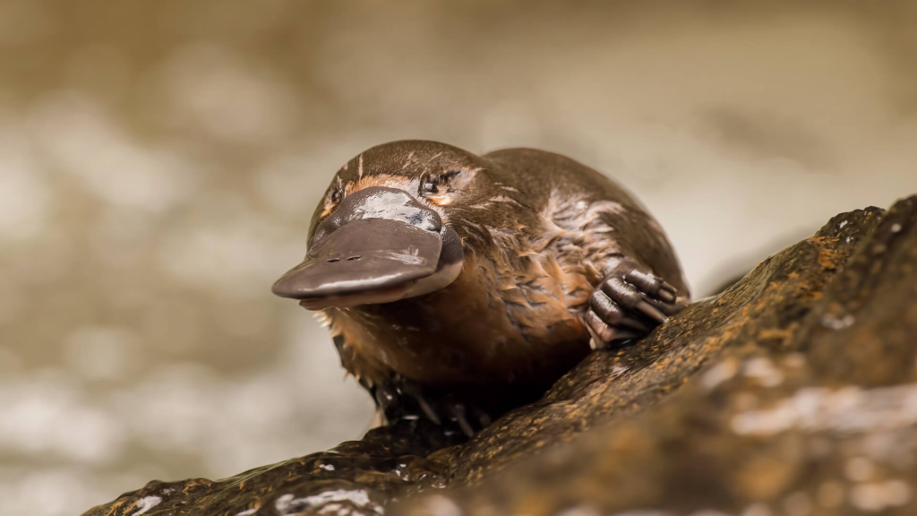 platypus,
platypus venom,
baby platypus,