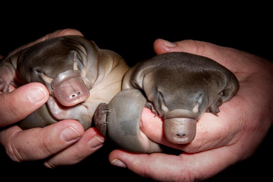 platypus,
platypus venom,
baby platypus,