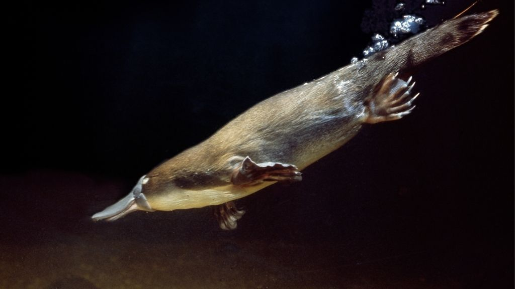 platypus,
platypus venom,
baby platypus,