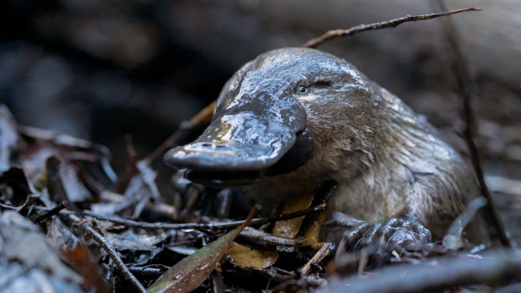 platypus,
platypus venom,
baby platypus,