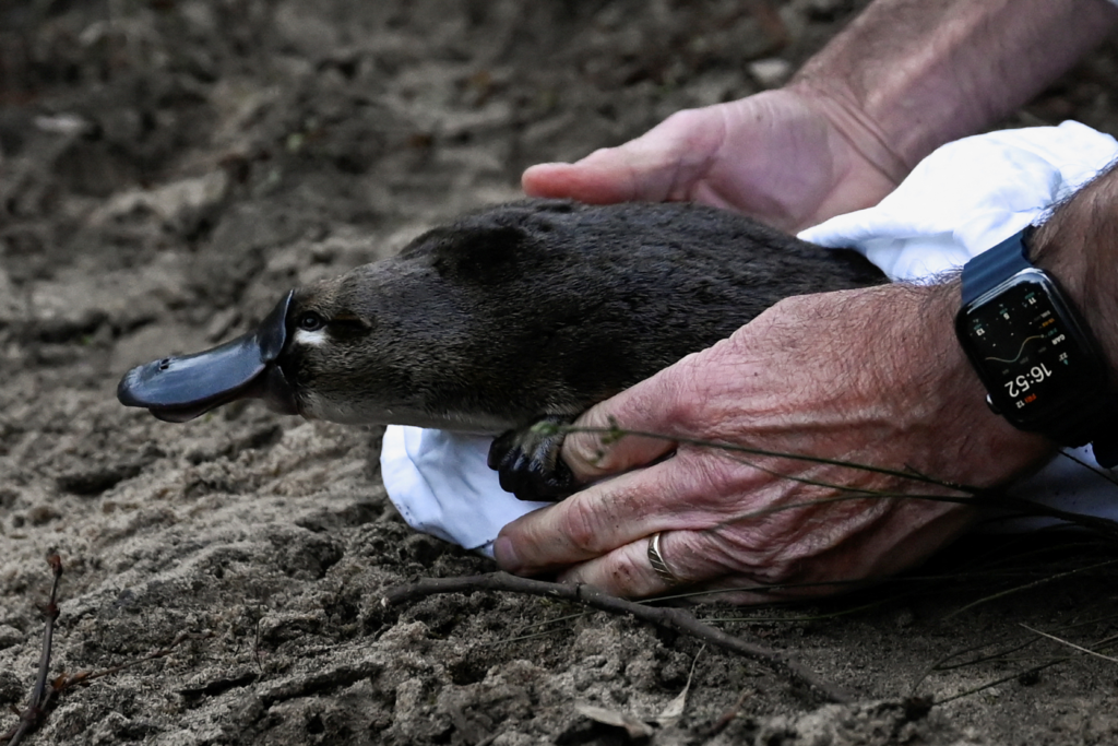 platypus,
platypus venom,
baby platypus,