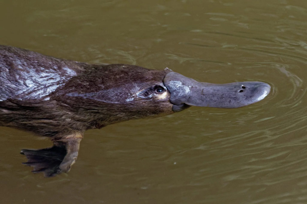 platypus,
platypus venom,
baby platypus,