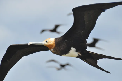 frigate bird, frigate bird size,