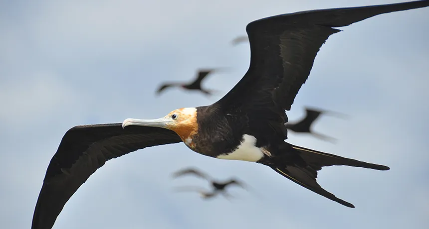 frigate bird, frigate bird size,