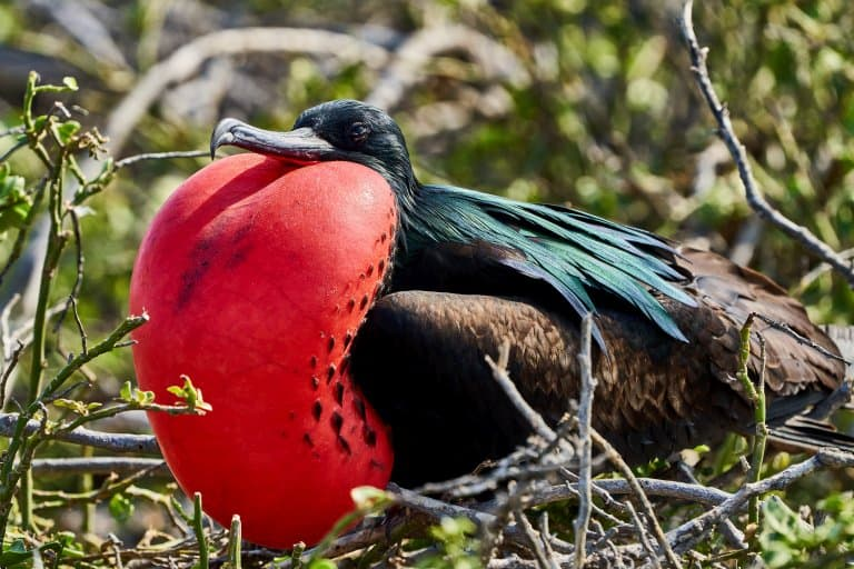 frigate bird,
frigate bird size,