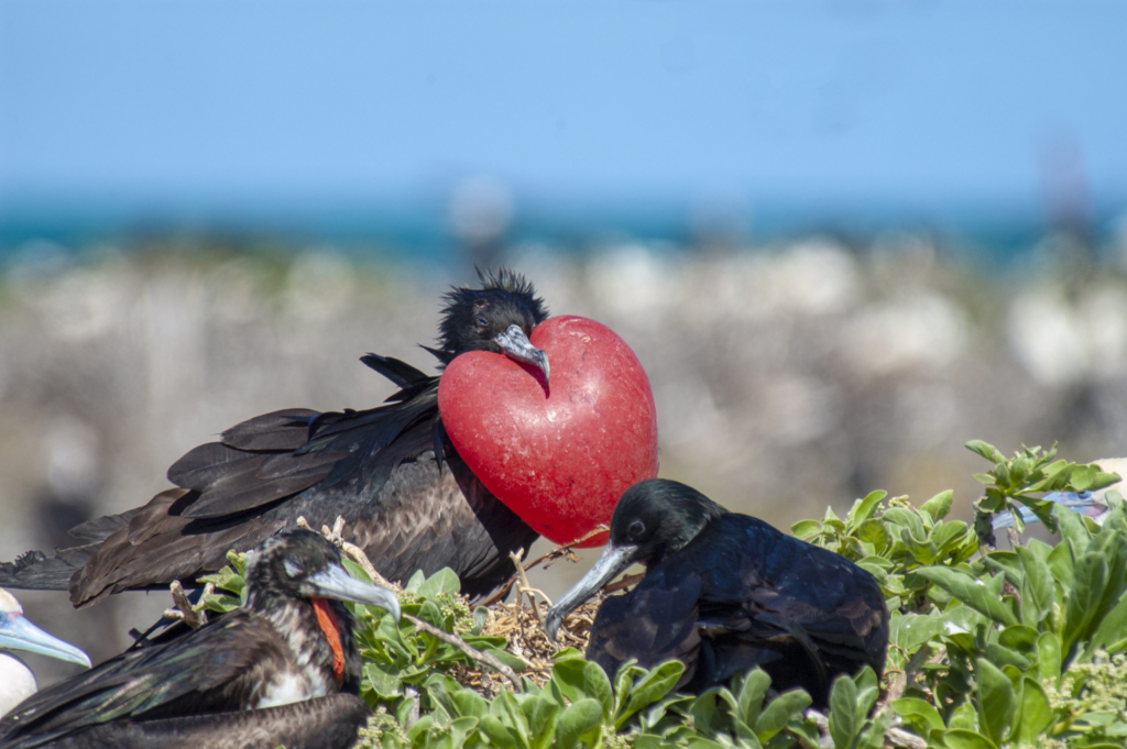 frigate bird,
frigate bird size,